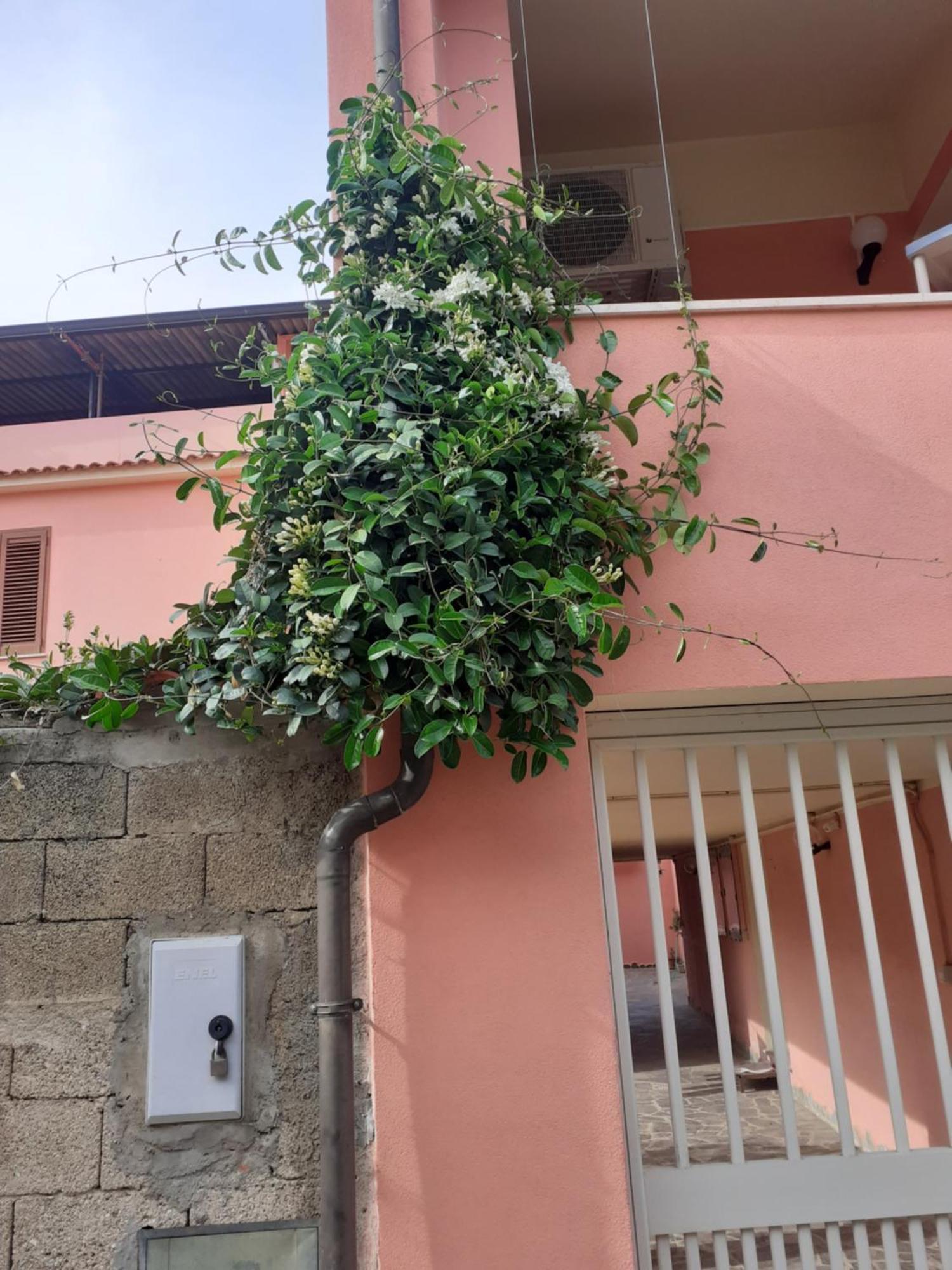 L'Agrifoglio Di Emy Bed & Breakfast Guspini Dış mekan fotoğraf